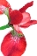 Picture of IRIS FLOWER RED