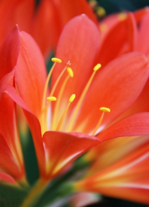 Picture of ORANGE CLIVIA MINIATA FLOWER