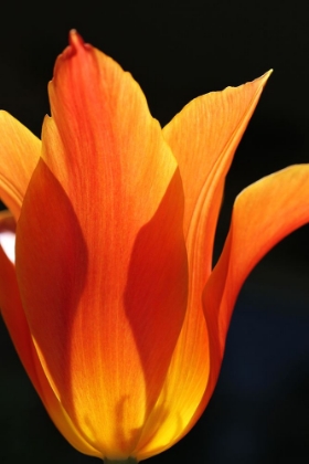Picture of ORANGE STAR TULIP FLOWER