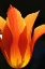 Picture of ORANGE STAR TULIP FLOWER