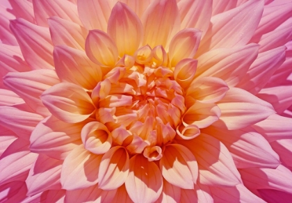 Picture of PINK DAHLIA FLOWER