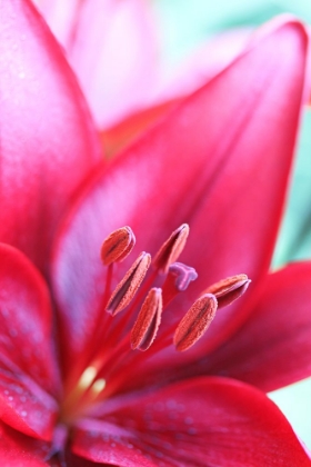 Picture of PINK DAYLILY MACRO FLOWER