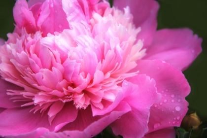 Picture of PINK PEONY FLOWER