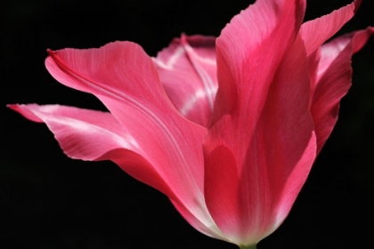 Picture of PINK STAR TULIP FLOWER