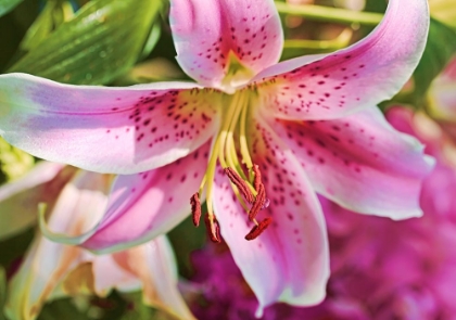 Picture of PINK STARGAZER LILY FLOWER