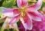 Picture of PINK STARGAZER LILY FLOWER