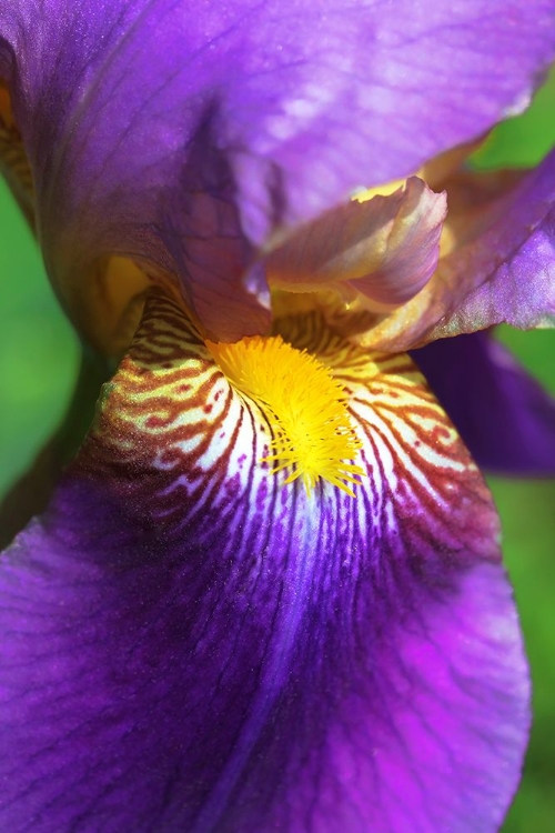 Picture of PURPLE BEARDED IRIS FLOWER