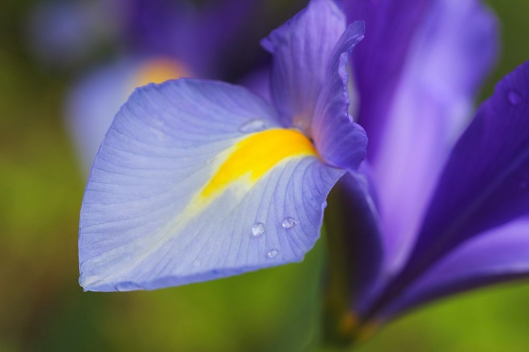 Picture of PURPLE DUTCH IRIS FLOWER