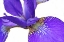Picture of PURPLE JAPANESE IRIS FLOWER