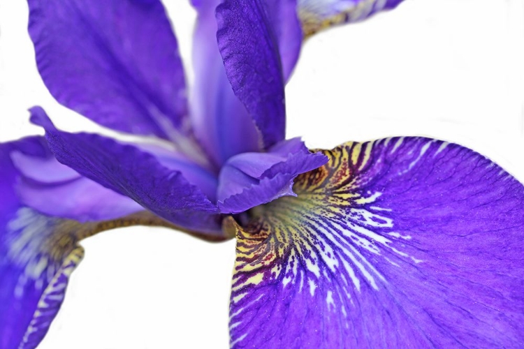 Picture of PURPLE JAPANESE IRIS FLOWER