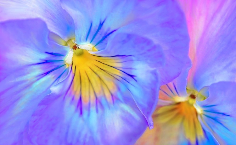 Picture of PURPLE PANSY FLOWER