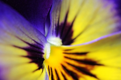 Picture of PURPLE PANSY MACRO FLOWER