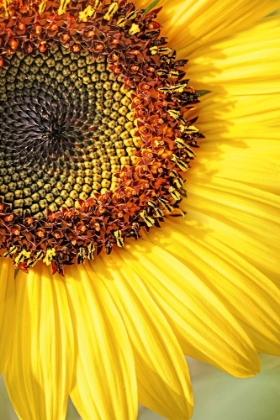 Picture of SUNFLOWER MACRO FLOWER