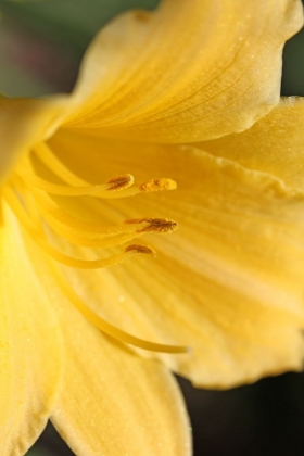 Picture of YELLOW DAYLILY FLOWER