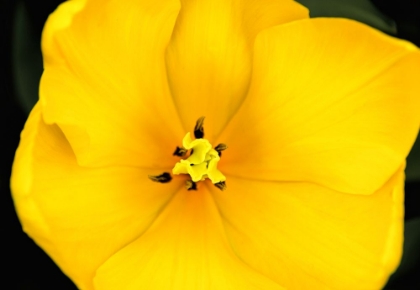 Picture of YELLOW TULIP FLOWER