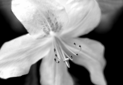 Picture of AZALEA FLOWER MACRO BLACK AND WHITE
