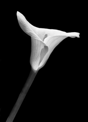 Picture of CALLA LILY FLOWER BLACK AND WHITE 1