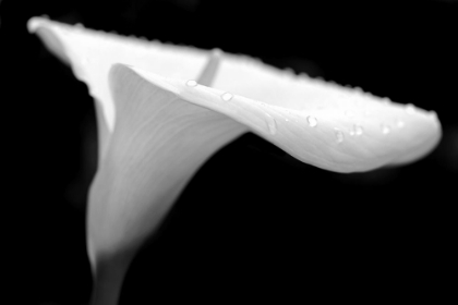 Picture of CALLA LILY FLOWER BLACK AND WHITE 2