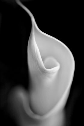 Picture of CALLA LILY FLOWER MACRO BLACK AND WHITE