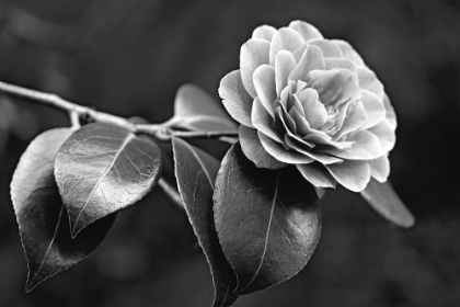 Picture of CAMELLIA FLOWER BLACK AND WHITE