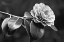 Picture of CAMELLIA FLOWER BLACK AND WHITE