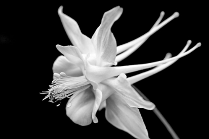 Picture of COLUMBINE WILDFLOWER MACRO BLACK AND WHITE