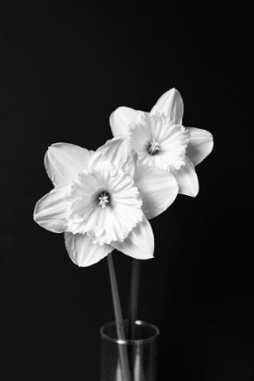 Picture of DAFFODIL FLOWERS STILL LIFE BLACK AND WHITE