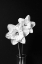Picture of DAFFODIL FLOWERS STILL LIFE BLACK AND WHITE
