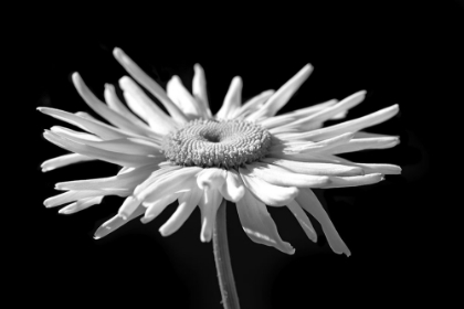 Picture of DAISY FLOWER MACRO BLACK AND WHITE 1