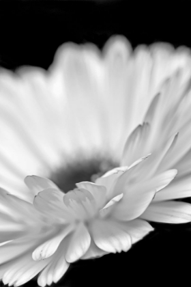 Picture of DAISY FLOWER MACRO BLACK AND WHITE 2