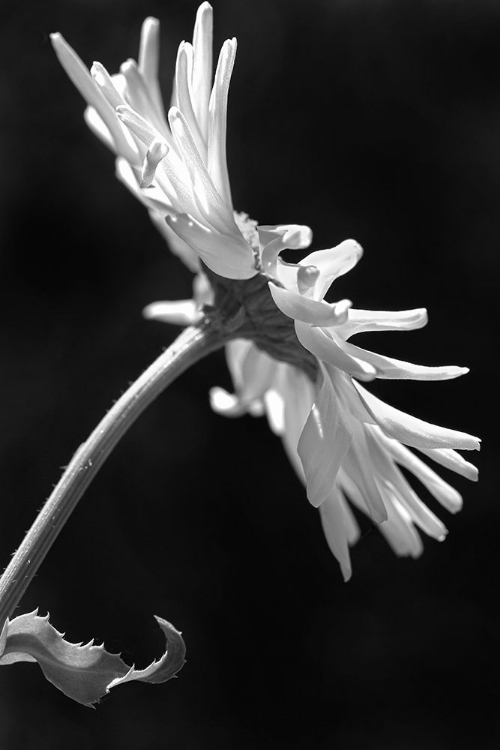 Picture of DAISY FLOWER MACRO BLACK AND WHITE 3