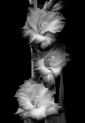 Picture of GLADIOLA FLOWERS BLACK AND WHITE