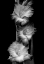 Picture of GLADIOLA FLOWERS BLACK AND WHITE