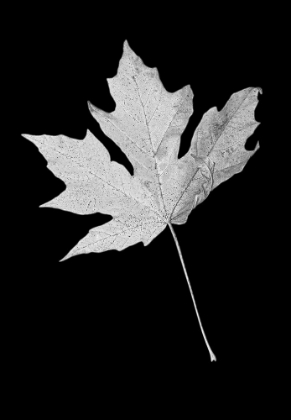 Picture of LEAF BLACK AND WHITE 1