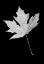 Picture of LEAF BLACK AND WHITE 1