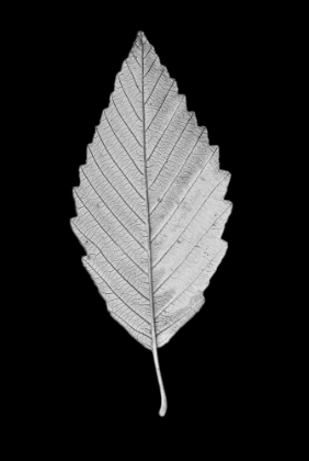 Picture of LEAF BLACK AND WHITE 2