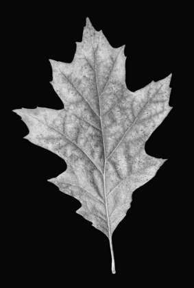 Picture of LEAF BLACK AND WHITE 3