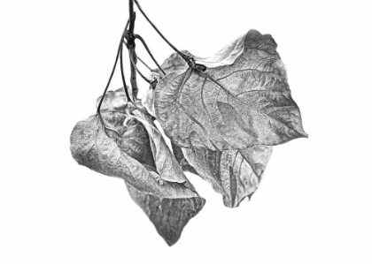 Picture of LEAVES DRIED BLACK AND WHITE