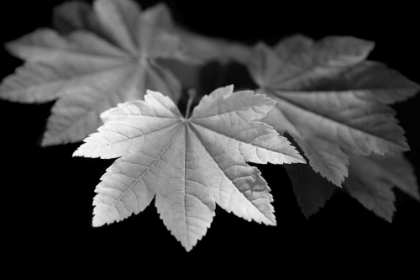 Picture of LEAVES MAPLE BLACK AND WHITE