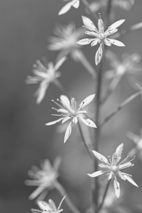Picture of LITTLE WILDFLOWERS MACRO BLACK AND WHITE