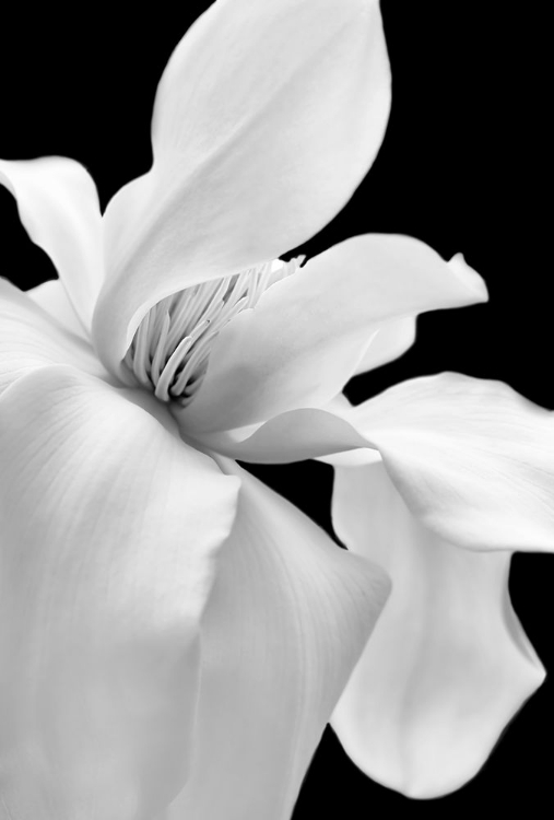 Picture of MAGNOLIA FLOWER MACRO BLACK AND WHITE 1