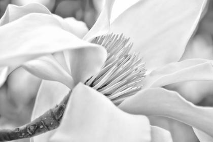 Picture of MAGNOLIA FLOWER MACRO BLACK AND WHITE 2