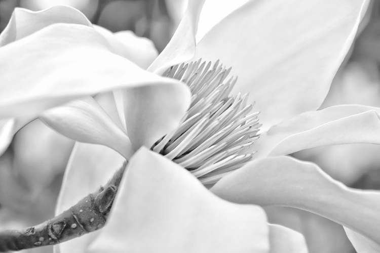 Picture of MAGNOLIA FLOWER MACRO BLACK AND WHITE 2