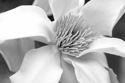 Picture of MAGNOLIA FLOWER MACRO BLACK AND WHITE 3