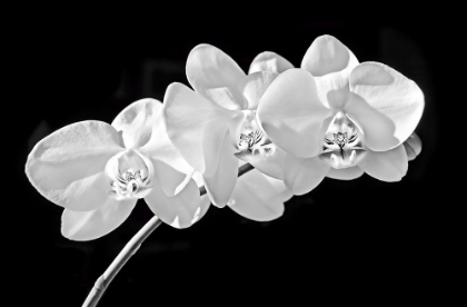 Picture of ORCHID FLOWERS BLACK AND WHITE