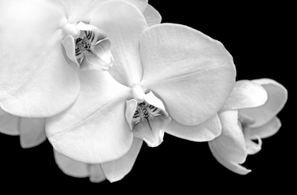 Picture of ORCHID FLOWERS MACRO BLACK AND WHITE