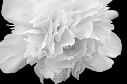 Picture of PEONY FLOWER MACRO BLACK AND WHITE