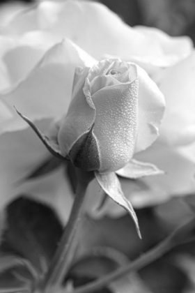 Picture of ROSE BUD FLOWER BLACK AND WHITE