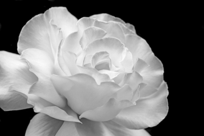 Picture of ROSE FLOWER MACRO BLACK AND WHITE 1