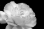 Picture of ROSE FLOWER MACRO BLACK AND WHITE 1